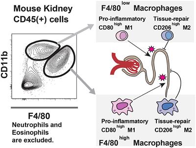 Editorial: Pathogenic aspects of the innate immune system of the kidney